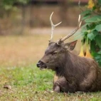 Sambar deer in Thailand.
