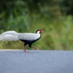 Silver pheasant in Thailand