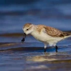 Spoon-billed sandpiper in Thailand