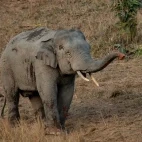 Asian elephant in Thailand