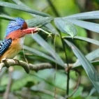 Banded kingfisher in Thailand