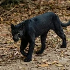 Black leopard in Thailand