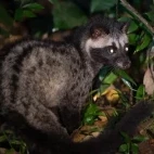 Common palm civet in Thailand