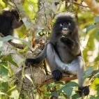 Dusky langur in Thailand.