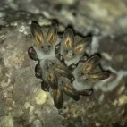 False vampire in Thailand