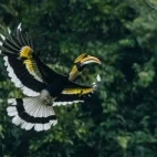 Great hornbill in Thailand