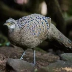 Grey peacock-pheasant in Thailand