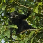 Binturong in Kaeng Krachan National Park, Thailand