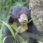 Malay sun bear in Kaeng Krachan National Park, Thailand