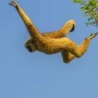 White-handed gibbon in Kaeng Krachan National Park, Thailand