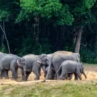 Asian elephants in Khao Yai National Park, Thailand
