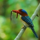 Banded kingfisher in Khao Yai National Park, Thailand