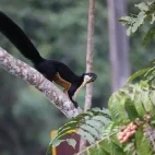 Black giant squirrel in Khao Yai National Park, Thailand