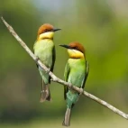 Chestnut-headed bee-eater in Khao Yai National Park, Thailand