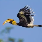 Great hornbill in Khao Yai National Park, Thailand