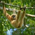 White-handed gibbon in Khao Yai National Park, Thailand