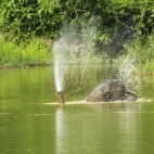 Asian elephant bathing in Kui Buri National Park, Thailand