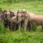 Asian elephants in Kui Buri National Park, Thailand