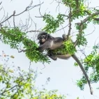Dusky leaf monkey in Kui Buri National Park, Thailand
