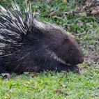 Malay porcupine in Thailand.