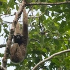 Pileated gibbon in Thailand