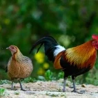 Junglefowl in Thailand