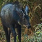 Serow in Thailand