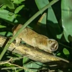 Slow loris in Thailand