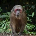 Stump-tailed macaque in Thailand