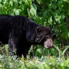 Sun bear in Thailand.