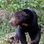 Sun bear in Thailand.