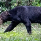 Sun bear in Thailand.