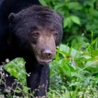 Sun bear in Thailand.