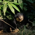 Sun bear in Thailand.