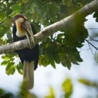 Wreathed hornbill in Thailand