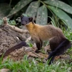 Yellow-throated marten in Thailand.