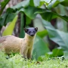 Yellow-throated marten in Thailand