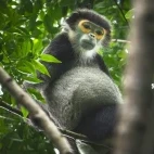 A black-shanked douc langur in Vietnam.