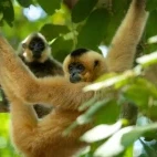 A yellow-cheeked gibbon in Vietnam.