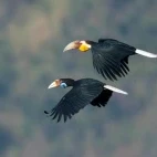 A pair of wreathed hornbill, in Vietnam.