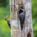 Great slaty woodpecker in Vietnam.