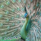 A green peafowl in Vietnam.