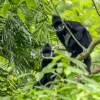 Pair of Hatinh langurs in Vietnam
