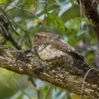 Hodgson's frogmouth in Vietnam.