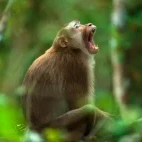 A northern pig-tailed macaque, Vietnam.