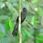 A ratchet-tailed treepie, in Vietnam.
