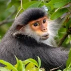 Close-up of a red-shanked douc langur in Vietnam.