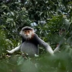 Red-shanked douc langur in Vietnam.