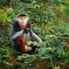 Red-shanked douc langur in Vietnam