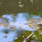 A Siamese crocodile in Vietnam.